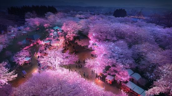 可日夜賞櫻！顧村公園櫻花島購票入園攻略來啦(图1)